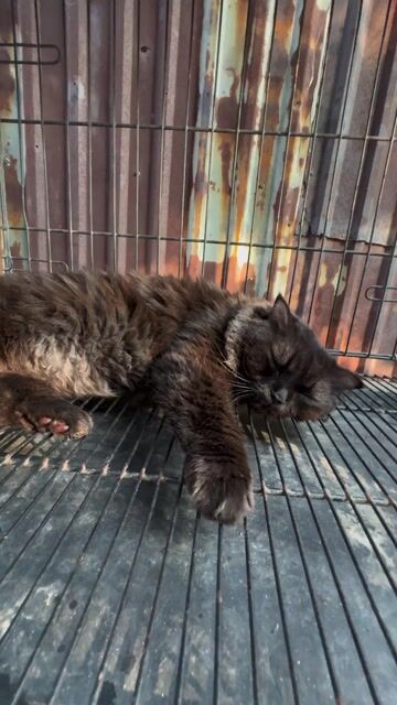 anh lông dài + mùa đen xám + 4kg + thuần chủng. Mua bán Mèo tại Quận 12 Tp Hồ Chí Minh được đăng bởi Tô Tô hình 1