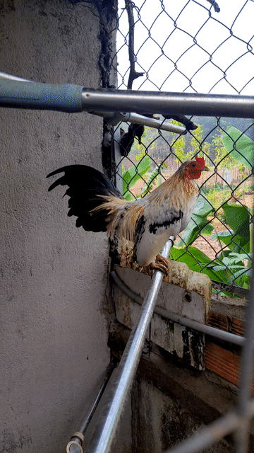 Gà tre rặc 8 tháng tuổi. Mua bán Gà tại Huyện Trảng Bom Đồng Nai được đăng bởi Anh út  hình 1