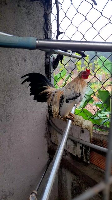 Gà tre rặc 8 tháng tuổi. Mua bán Gà tại Huyện Trảng Bom Đồng Nai được đăng bởi Anh út  hình 1