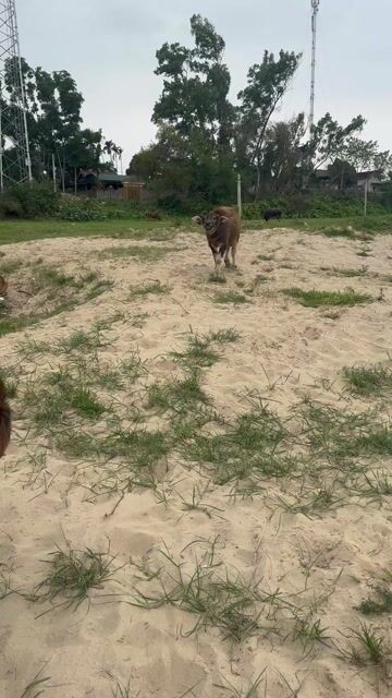 Chó Becgie đực 68 ngày. Mua bán Chó tại Huyện Bình Chánh Tp Hồ Chí Minh được đăng bởi Trường Bùi nguyên hình 1