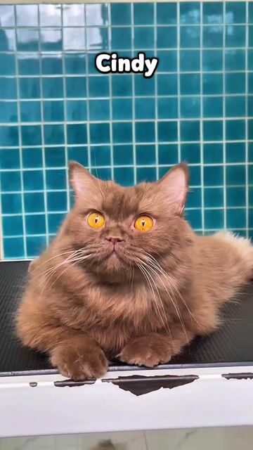 Mèo Anh lông dài cái 2.5 tuổi đã tiêm. Mua bán Mèo tại Thành phố Thủ Đức Tp Hồ Chí Minh được đăng bởi Lê Mạnh Trí hình 1