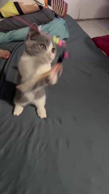 Mèo Anh lông ngắn chân lùn 6 tháng. Mua bán Mèo tại Quận 8 Tp Hồ Chí Minh được đăng bởi Khang Nguyễn hình 1