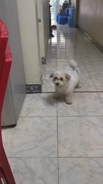 Chó con Trắng nâu 3 tháng đã tiêm. Mua bán Chó tại Huyện An Dương Hải Phòng được đăng bởi Cường Trịnh  hình 1