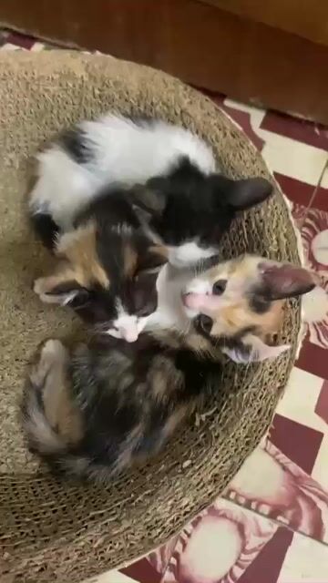 Mèo Tam thể Cái. Mua bán Mèo tại Quận Long Biên Hà Nội được đăng bởi Quân Đỗ Viết hình 1