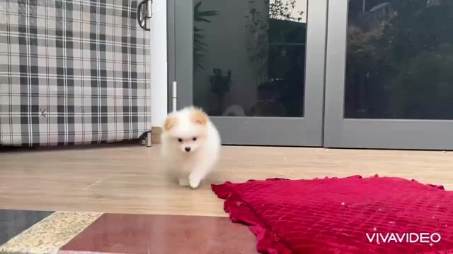 🌸 POM(PHÓC SÓC) TEACUP TRẮNG TAI CREAM BA THÁNG 🌸. Mua bán Chó tại Huyện Hóc Môn Tp Hồ Chí Minh được đăng bởi SIÊU PET SG CHANG CHANG hình 1