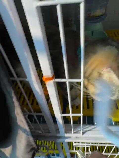 Mèo Tappy cái đang bầu 2 tháng. Mua bán Mèo tại Quận Gò Vấp Tp Hồ Chí Minh được đăng bởi Nguyễn Đức Toàn hình 1