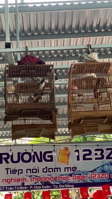 Chim chào mào to dài. Mua bán Chim tại Quận Cẩm Lệ Đà Nẵng được đăng bởi để bán chim hình 1