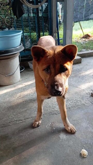 Chó Hmong cộc nâu 5 tháng tuổi. Mua bán Chó tại Quận 12 Tp Hồ Chí Minh được đăng bởi Hồng Bảo hình 1