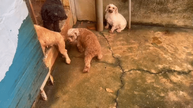 Chó Poodle Cái Trên 1 tuổi. Mua bán Chó tại Quận Gò Vấp Tp Hồ Chí Minh được đăng bởi PHẠM DƯƠNG hình 1