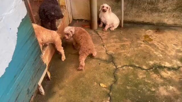 Chó Poodle Cái Trên 1 tuổi. Mua bán Chó tại Quận Gò Vấp Tp Hồ Chí Minh được đăng bởi PHẠM DƯƠNG hình 1