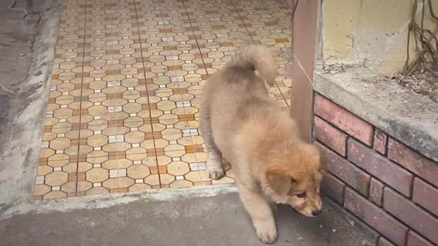 Chó Gấu Bắc Hà Vàng Mơ + Lưỡi Đốm (Chuẩn Giống). Mua bán Chó tại Quận Gò Vấp Tp Hồ Chí Minh được đăng bởi Shop SH Và Chó Cộc Sài Gòn hình 1