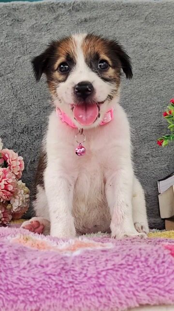 Gái Nhật lai trắng vàng dễ thương chào sen ạ😍. Mua bán Chó tại Huyện Hóc Môn Tp Hồ Chí Minh được đăng bởi Smile Pet hình 1