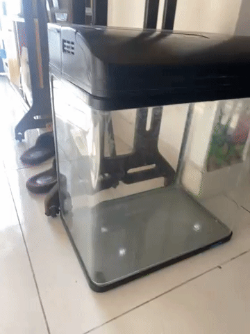 Bể cá Jebo kính cường lực. Mua bán Phụ kiện, Thức ăn, Dịch vụ tại Quận Bắc Từ Liêm Hà Nội được đăng bởi huyền phạm hình 1