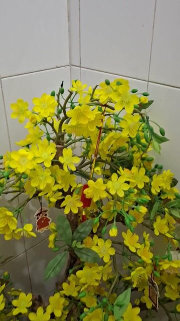 Cây cảnh Mai vàng Bonsai. Mua bán Cây cảnh, đồ trang trí tại Quận 4 Tp Hồ Chí Minh được đăng bởi Hạnh hình 1