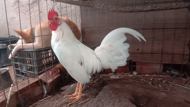 Tre Mỹ Cuban Hatch Bướm  1 Kg Tơ còn lên . Mua bán Gà tại Huyện Long Hồ Vĩnh Long được đăng bởi tran chi nhan hình 1