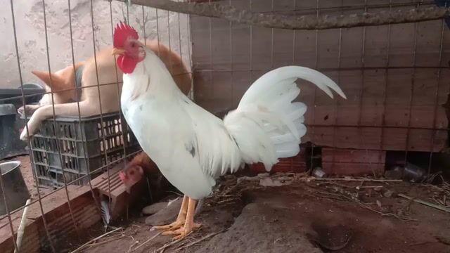 Tre Mỹ Cuban Hatch Bướm  1 Kg Tơ còn lên . Mua bán Gà tại Huyện Long Hồ Vĩnh Long được đăng bởi tran chi nhan hình 1