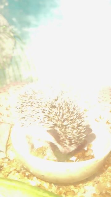 Nhím Baby Đực/Cái. Mua bán Thú cưng khác tại Quận 4 Tp Hồ Chí Minh được đăng bởi Kỳ Anh ‏‏ hình 1