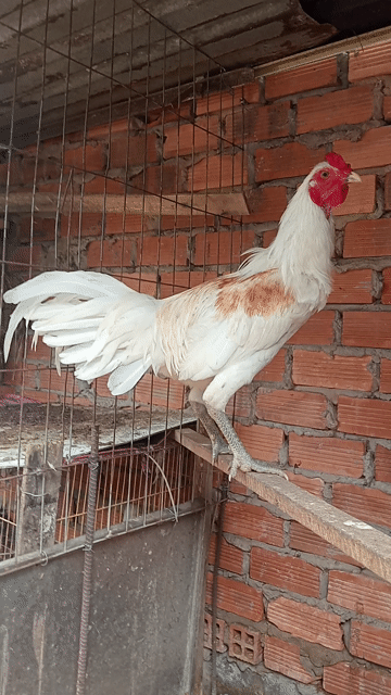 Gà chọi Trắng đực 7 tháng 2.7kg. Mua bán Gà tại Huyện Bến Lức Long An được đăng bởi Hoàng  hình 1