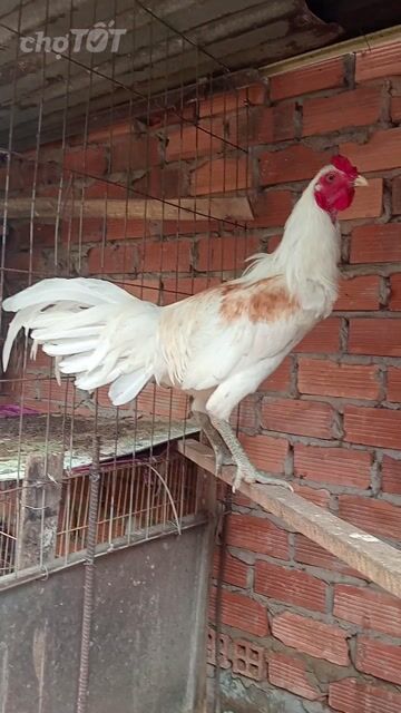 Gà chọi Trắng đực 7 tháng 2.7kg. Mua bán Gà tại Huyện Bến Lức Long An được đăng bởi Hoàng  hình 1