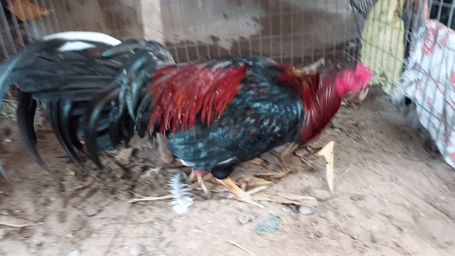 Que 3kg1 tay xương lườn sâu . Mua bán Gà tại Huyện Giồng Trôm Bến Tre được đăng bởi Trần Quang Thanh hình 1