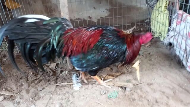 Que 3kg1 tay xương lườn sâu . Mua bán Gà tại Huyện Giồng Trôm Bến Tre được đăng bởi Trần Quang Thanh hình 1