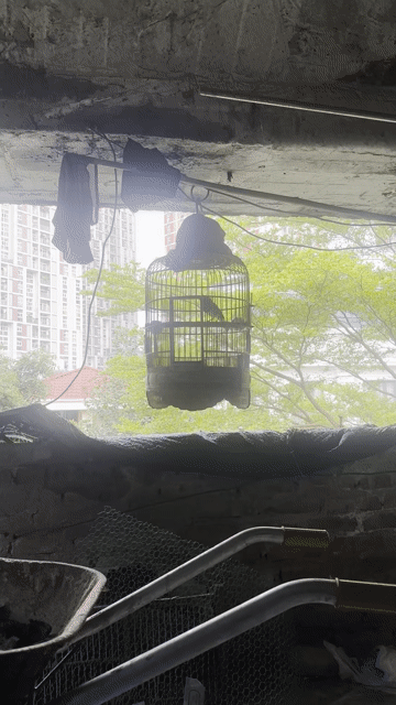Chim bẫy sổng Khỏe mạnh. Mua bán Chim tại Quận Hà Đông Hà Nội được đăng bởi Trần Việt hình 1