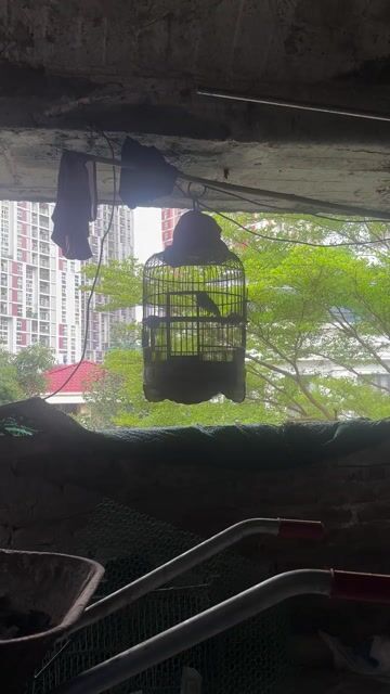 Chim bẫy sổng Khỏe mạnh. Mua bán Chim tại Quận Hà Đông Hà Nội được đăng bởi Trần Việt hình 1