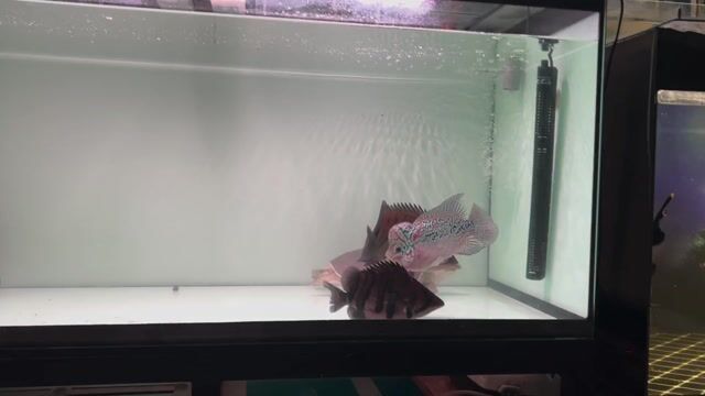 Cá Hổ Indo Vàng đen U25. Mua bán Thú cưng khác tại Quận Tân Phú Tp Hồ Chí Minh được đăng bởi Ông chú mê cá hình 1