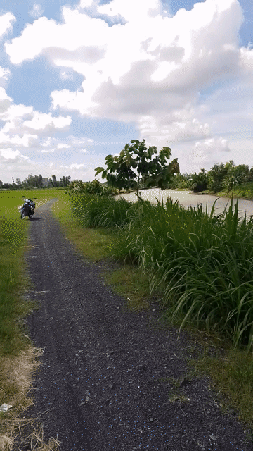 Mua bán Đất Huyện Gò Công Tây Tiền Giang diện tích 2000 m² giá 1,8 tỷ