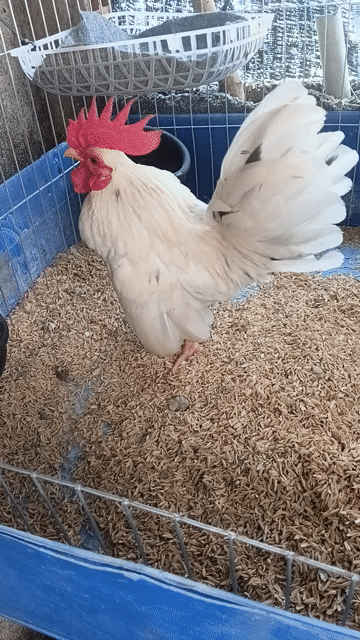 Gà kiểng Trắng 4 lạng 4. Mua bán Gà tại Huyện Củ Chi Tp Hồ Chí Minh được đăng bởi Vũ hình 1