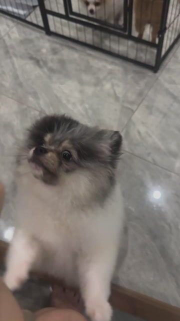 Mèo golden point đực. Mua bán Mèo tại Thành phố Thủ Đức Tp Hồ Chí Minh được đăng bởi Thanh Thuy hình 1