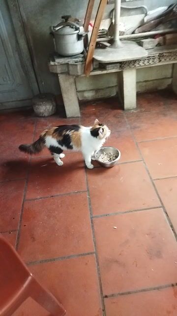 Giống cái, tam thể, 2kg, bé được 9th tuổi. Mua bán Mèo tại Quận Long Biên Hà Nội được đăng bởi Hà Thị Hương hình 1
