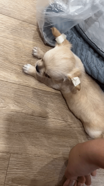 Chó Chihuahua đực gần 2 tháng tuổi ăn ngoan. Mua bán Chó tại Quận Phú Nhuận Tp Hồ Chí Minh được đăng bởi Vy Võ hình 1