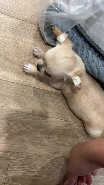 Chó Chihuahua đực gần 2 tháng tuổi ăn ngoan. Mua bán Chó tại Quận Phú Nhuận Tp Hồ Chí Minh được đăng bởi Vy Võ hình 1