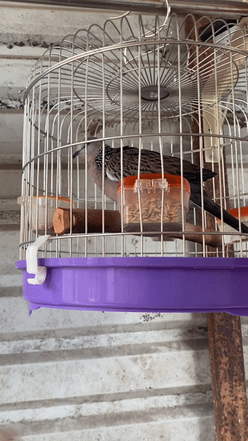 Chim Cu gáy Malay Trống Tơ. Mua bán Chim tại Huyện Long Thành Đồng Nai được đăng bởi Dương hình 1