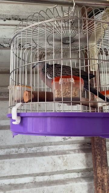 Chim Cu gáy Malay Trống Tơ. Mua bán Chim tại Huyện Long Thành Đồng Nai được đăng bởi Dương hình 1