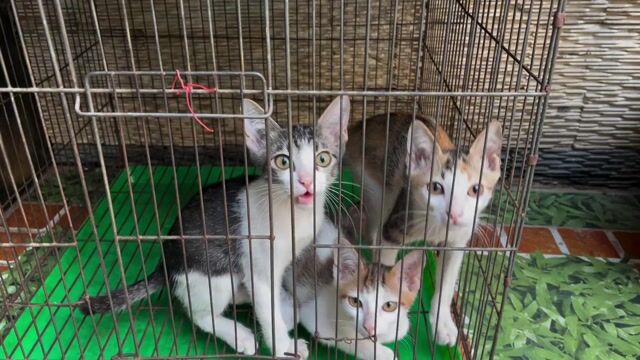 Mèo ta Tam thể, trắng đen. Mua bán Mèo tại Quận 11 Tp Hồ Chí Minh được đăng bởi thu hình 1