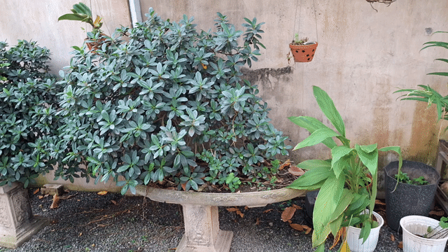 Cây Si Ấn Độ 15 năm tuổi. Mua bán Cây cảnh, đồ trang trí tại Thành phố Biên Hòa Đồng Nai được đăng bởi Nguyễn Khánh Thanh Hoàng hình 1