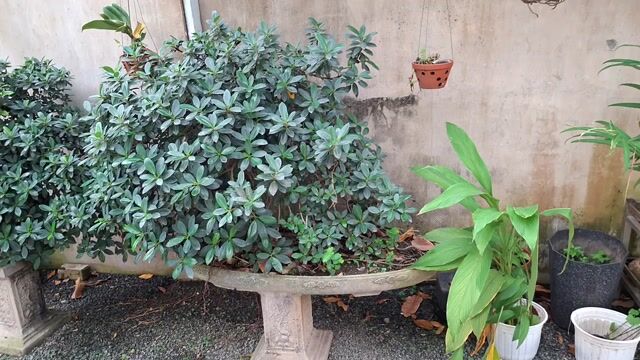 Cây Si Ấn Độ 15 năm tuổi. Mua bán Cây cảnh, đồ trang trí tại Thành phố Biên Hòa Đồng Nai được đăng bởi Nguyễn Khánh Thanh Hoàng hình 1