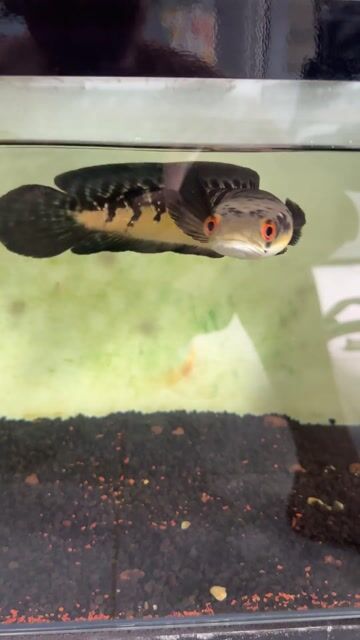 thanh lý hết tất cả. đang xài bình thường. Mua bán Thú cưng khác tại Quận Bình Tân Tp Hồ Chí Minh được đăng bởi Nguyen huu nghia hình 1