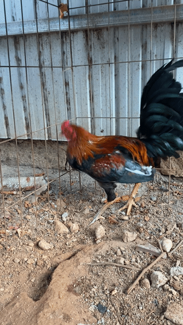 Gà Cuban Mỹ 1.3kg  6 tháng. Mua bán Gà tại Thị xã Phú Mỹ Bà Rịa - Vũng Tàu được đăng bởi Nguyen Anh hình 1