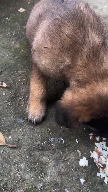 Chó lai con màu Nâu. Mua bán Chó tại Quận Cẩm Lệ Đà Nẵng được đăng bởi fami hình 1