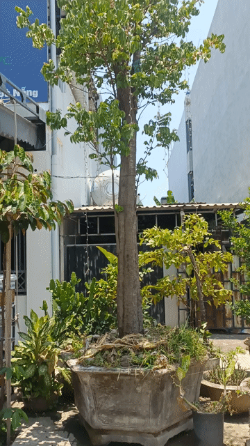 Cây cảnh. Mua bán Cây cảnh, đồ trang trí tại Quận Ngũ Hành Sơn Đà Nẵng được đăng bởi Dân Vũ hình 1