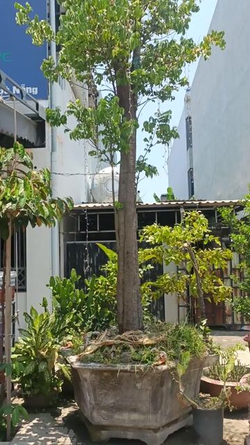 Cây cảnh. Mua bán Cây cảnh, đồ trang trí tại Quận Ngũ Hành Sơn Đà Nẵng được đăng bởi Dân Vũ hình 1