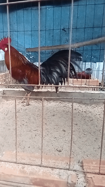 Gà đá Đực trạng chơi 3kg Khỏe mạnh. Mua bán Gà tại Thị xã Vĩnh Châu Sóc Trăng được đăng bởi FARM Thiện Sóc Trăng  hình 1