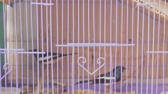 cặp choè than. Mua bán Chim tại Quận Gò Vấp Tp Hồ Chí Minh được đăng bởi Gas Bình Minh hình 1