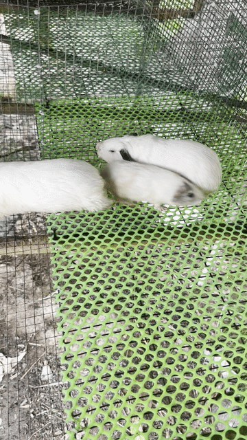3 bé  Bọ Thái Trắng 400k. Mua bán Thú cưng khác tại Huyện Càng Long Trà Vinh được đăng bởi Vũ hình 1
