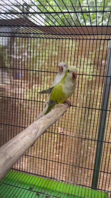 Chim Monk Green Palidino, Albino ss. Mua bán Chim tại Huyện Củ Chi Tp Hồ Chí Minh được đăng bởi BlackBird hình 1
