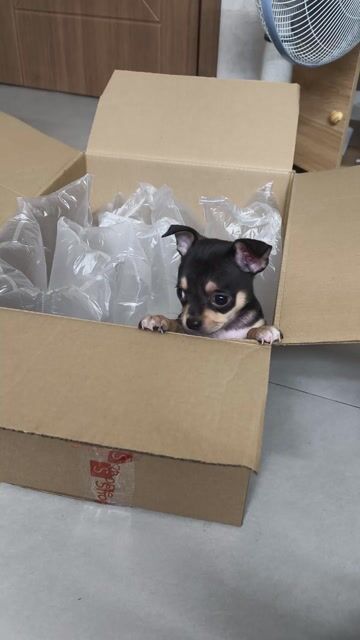 Chihuahua đực 3th tuổi, đã tiêm 2 mũi và test bệnh. Mua bán Chó tại Quận 7 Tp Hồ Chí Minh được đăng bởi Thắng Nguyễn hình 1