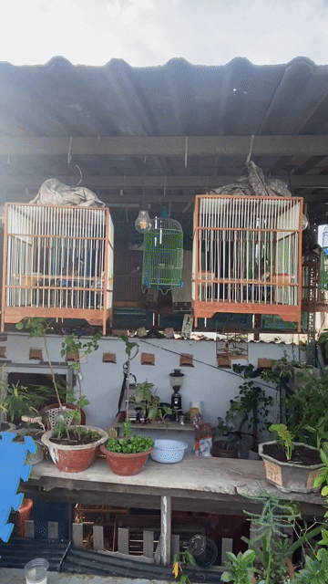 Chim chào mào rớt lông. Mua bán Chim tại Huyện Bình Chánh Tp Hồ Chí Minh được đăng bởi Bách hoá Bird hình 1